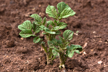 young potato plant growing in a field