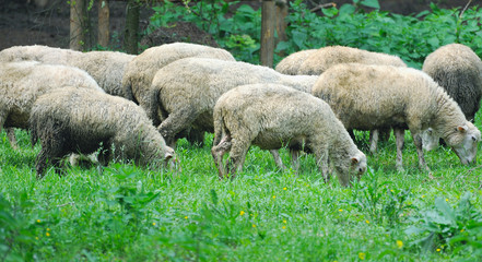 Sheep grazing on grass land