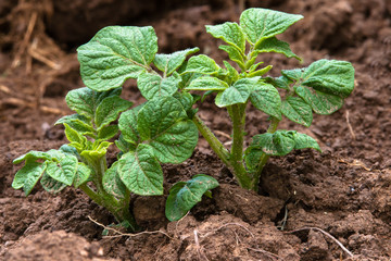 young potato plant