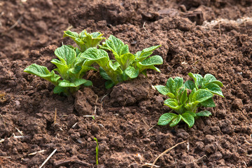 young potato plant in the vegetable garden