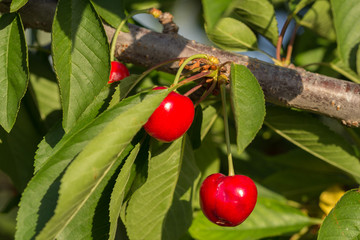 Cherries