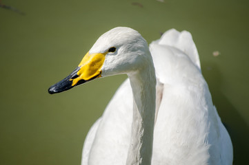 Whooper swan head closeup in park lake waters