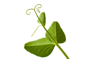 leaves of the pea with tendril