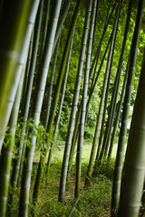 Fototapeta premium Bamboo