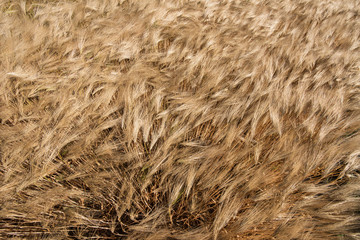 Ripe golden cereal field on a windy summer day, close-up.