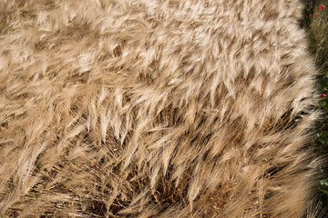 Ripe golden cereal field on a windy summer day, close-up.