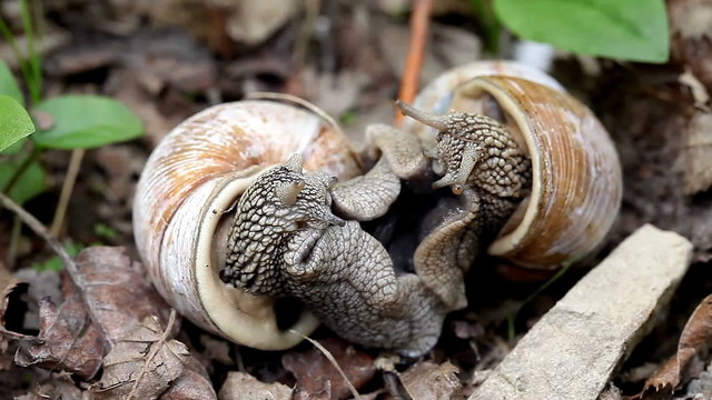 big snails in the wild act of reproduction