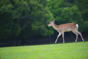 奈良公園の子鹿