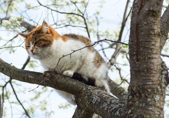 A cat sits on a tree.
