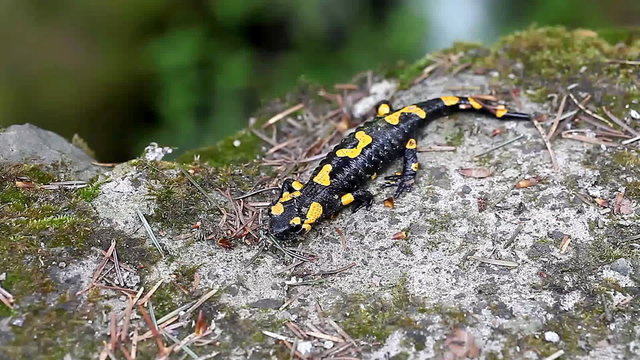 Salamander in the Wild