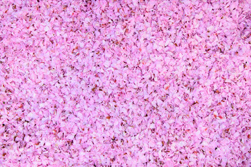 Cherry flower leaves all over (background)