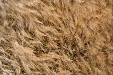 Ripe golden cereal field on a windy summer day, close-up.