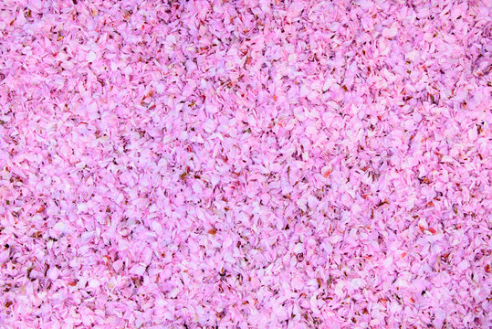 Cherry flower leaves all over (background)