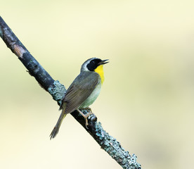 Common Yellowthroat 
