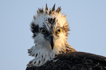 Frontal Osprey Portrait. Sharm el-Sheikh, Egypt