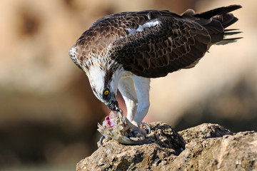 Osprey eats his prey on the rock. Sharm el-Sheikh, Egypt