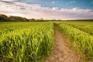 Growing Wheat Crop