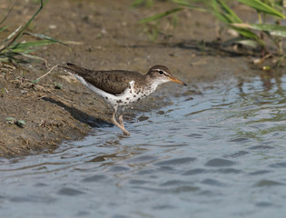 Spotted Sandpiper