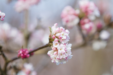 Pink Blossom