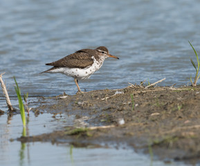 Spotted Sandpiper