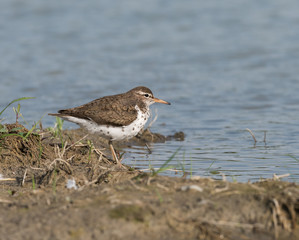 Spotted Sandpiper