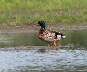 Male Mallard