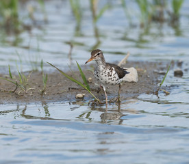 Spotted Sandpiper