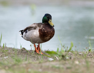 Male Mallard