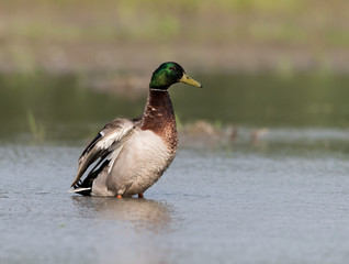Male Mallard