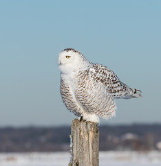 Snowy Owl 