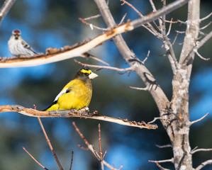 Male Evening Grosbeak in Winter