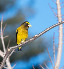Male Evening Grosbeak in Winter