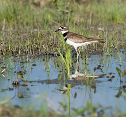 Killdeer