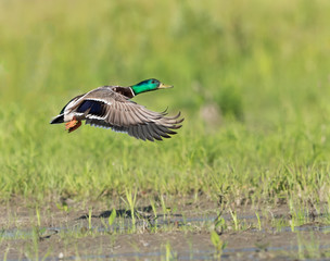 Male Mallard in Flight on Green Background