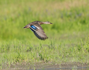 Female Mallard in Flight on Green Background