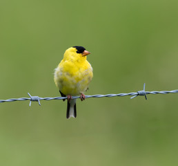 American Goldfinch