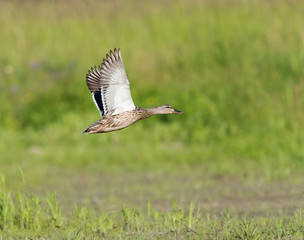 Female Mallard in Flight on Green Background