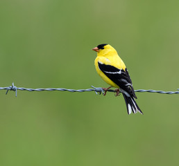 American Goldfinch