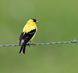 American Goldfinch