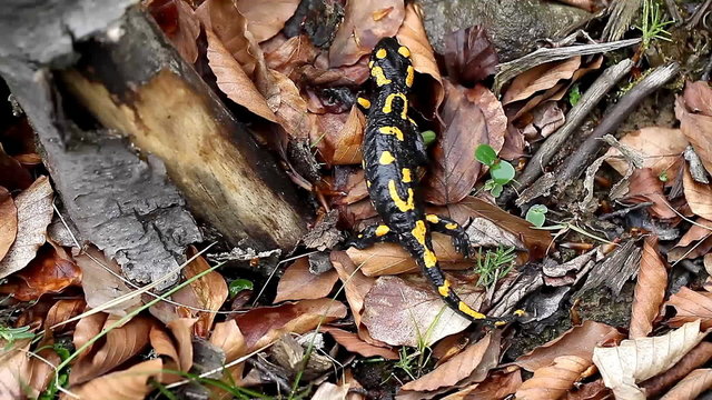 Salamander in the Wild
