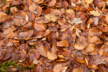 Beech leaves in autumn