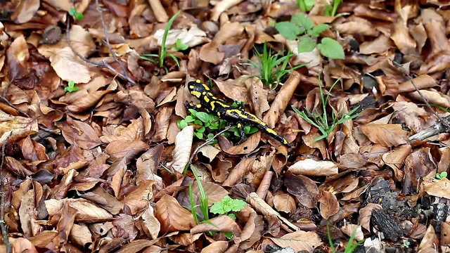 Salamander in the Wild