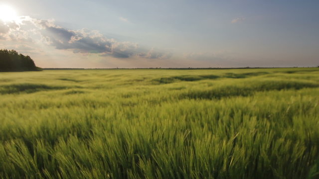 Field of green barley in sunset