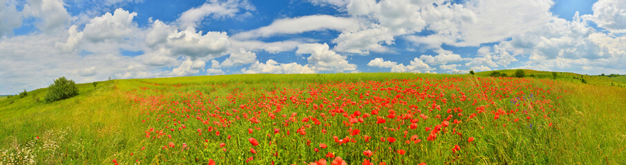 Fototapeta na wymiar Poppy field panorama