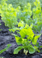 young plants of quinoa in the vegetable garden