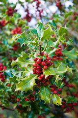 Holly