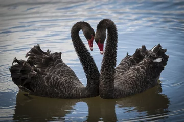 Stof per meter Zwaan Swan Valentine