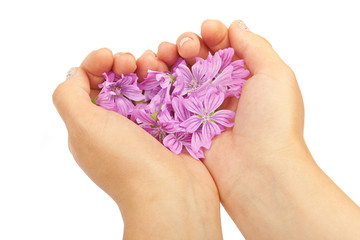 Delicate spring lilac flowers in hands
