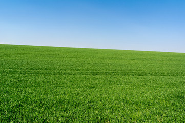 Obraz premium Green field
