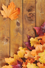 Obraz premium Blätter auf Holz